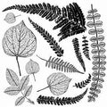 Fronds IOD DECOR STAMO